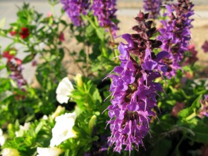 Flowers in the pots on the front porch - May Night, Pansies, and cali-somethings