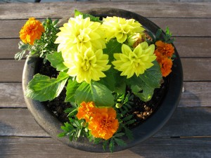 Pot of flowers on the patio table - orange Marigolds...and something yellow :)