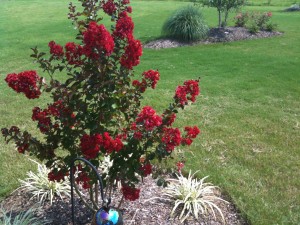 Crape Myrtles