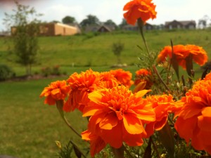 Marigolds
